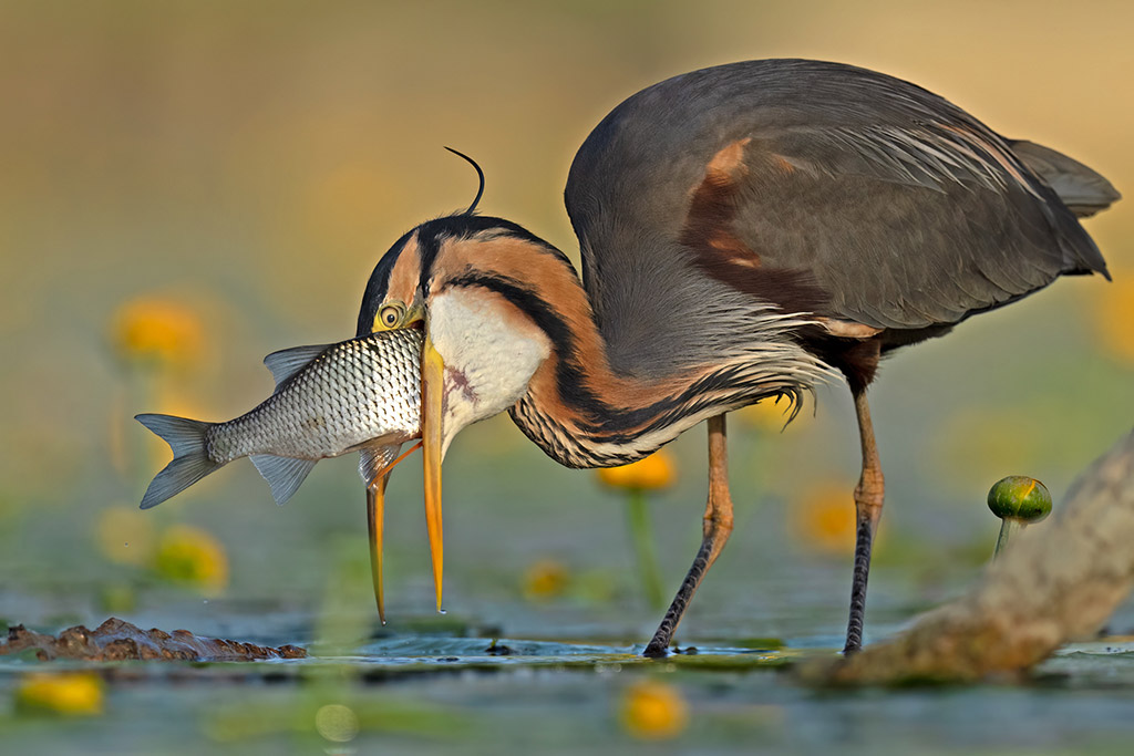 NO WAY OUTPurple Heron Ardea purpurea. Lake Chiusi, Italy. Antonio Aguti, Italy. Category: Comedy Bird Photo. GOLD AWARD WINNER. 