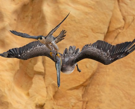 GRAB THE BULL BY THE HORNS Peregrine Falcon Falco peregrinus and Brown Pelican Pelecanus occidentalis. Southern California, United States. Jack Zhi, United States. Category: Bird Behaviour. GOLD AWARD WINNER and Bird Photographer of the Year 2023.