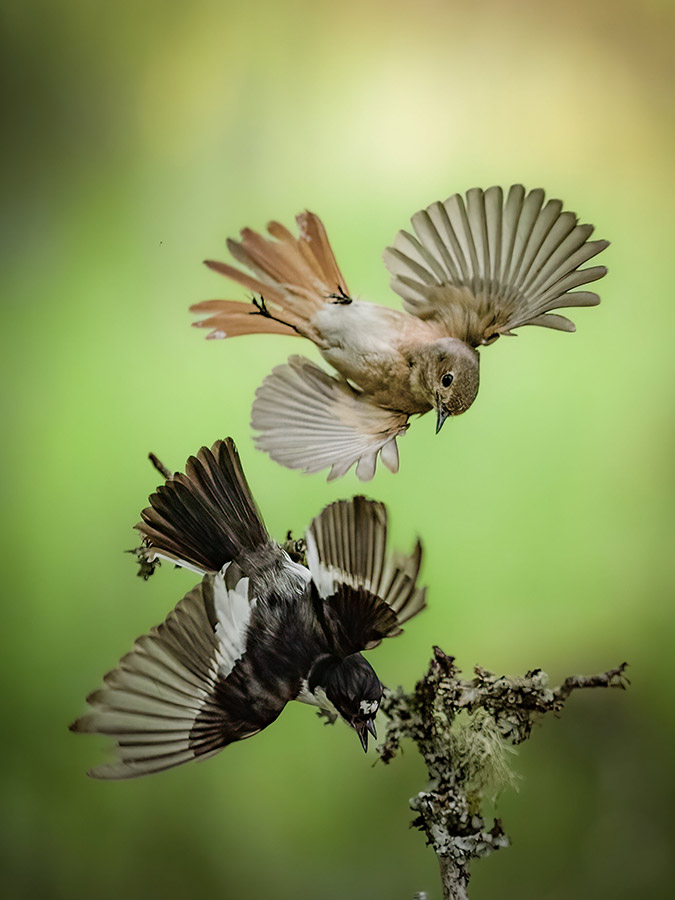 Martin Goff's action shot of a female Redstart and Pied flycatcher was shortlisted in last year's Action round