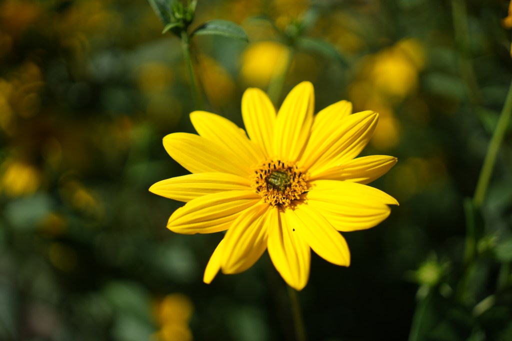 Sony Alpha A7C II yellow flower sample image