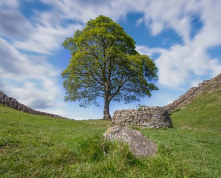 Sycamore Gap. Photo (C) Matty Graham