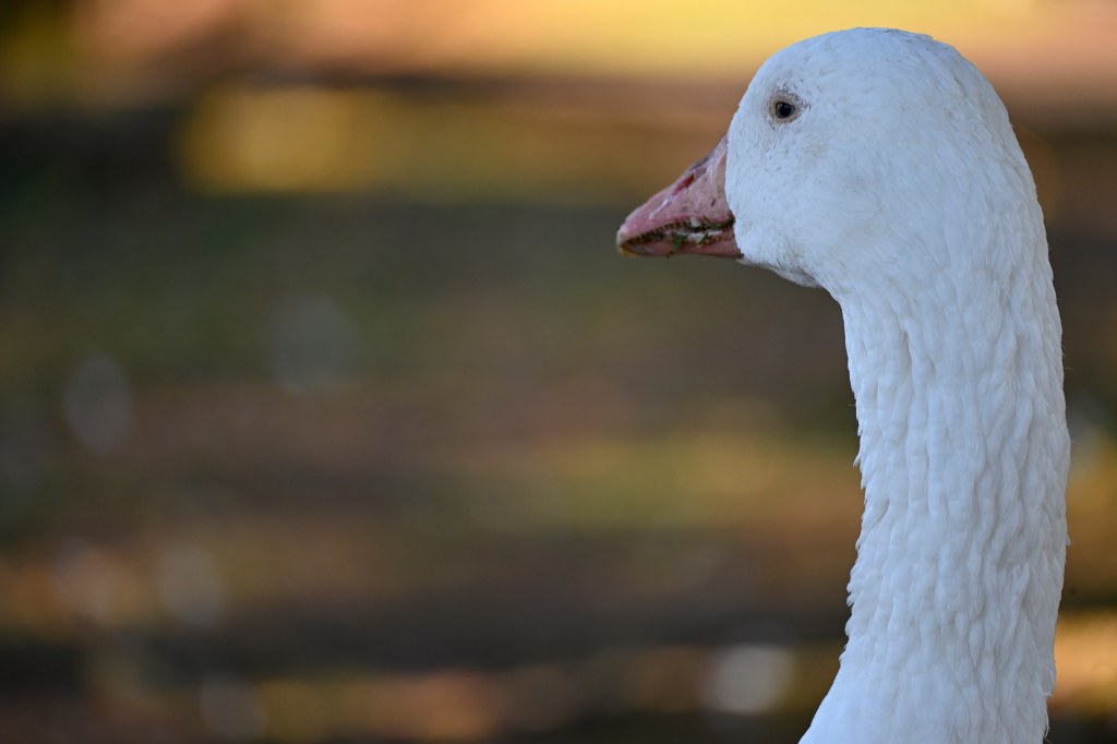 Tamron 70-300mm f4.5-6.3 Di III RXD lens for Nikon Z-mount Sample image, Head of a goose, golden-green out of focus background