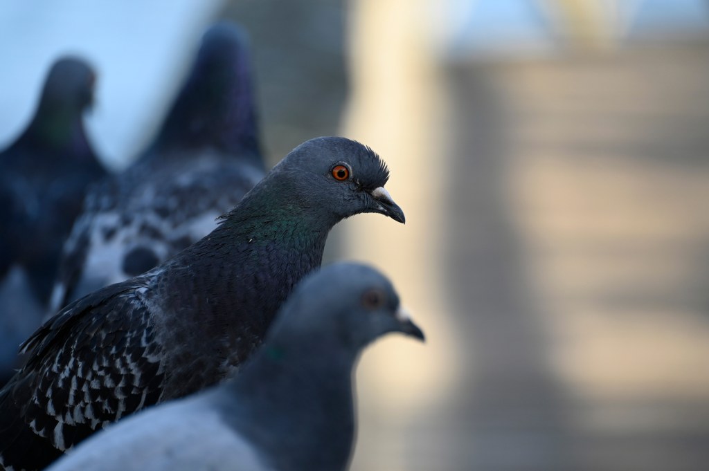 Tamron 70-300mm f4.5-6.3 Di III RXD lens for Nikon Z-mount Sample image, close up of four pigeons siting in a line, the second on in focus 