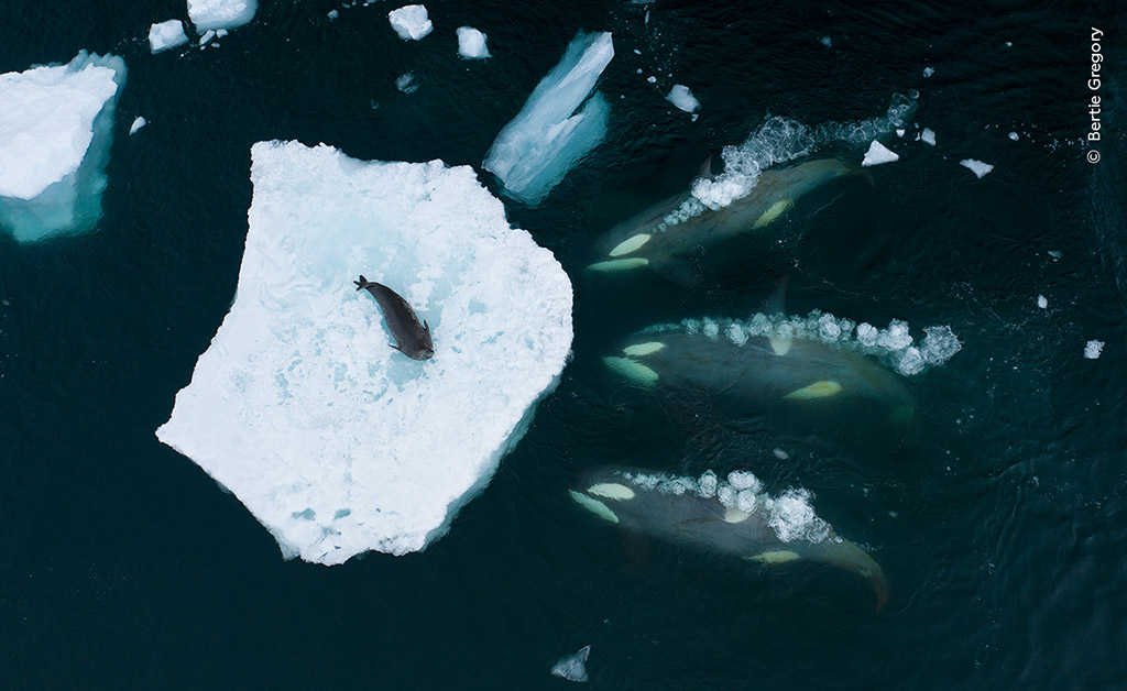 Whales making waves by Bertie Gregory, UK. Winner, Behaviour: Mammals. DJI Mavic 2 Pro + Hasselblad L1D-20c + 28mm f2.8 lens; 1/120 at f4; ISO 10. © Bertie Gregory/Wildlife Photographer of the Year