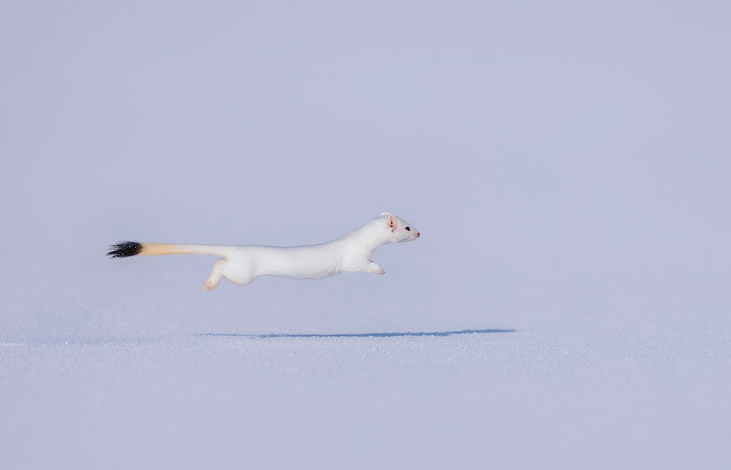 long-tailed weasel at full stretch, suspended in mid-air. animal round apoy