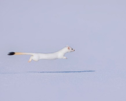 long-tailed weasel at full stretch, suspended in mid-air