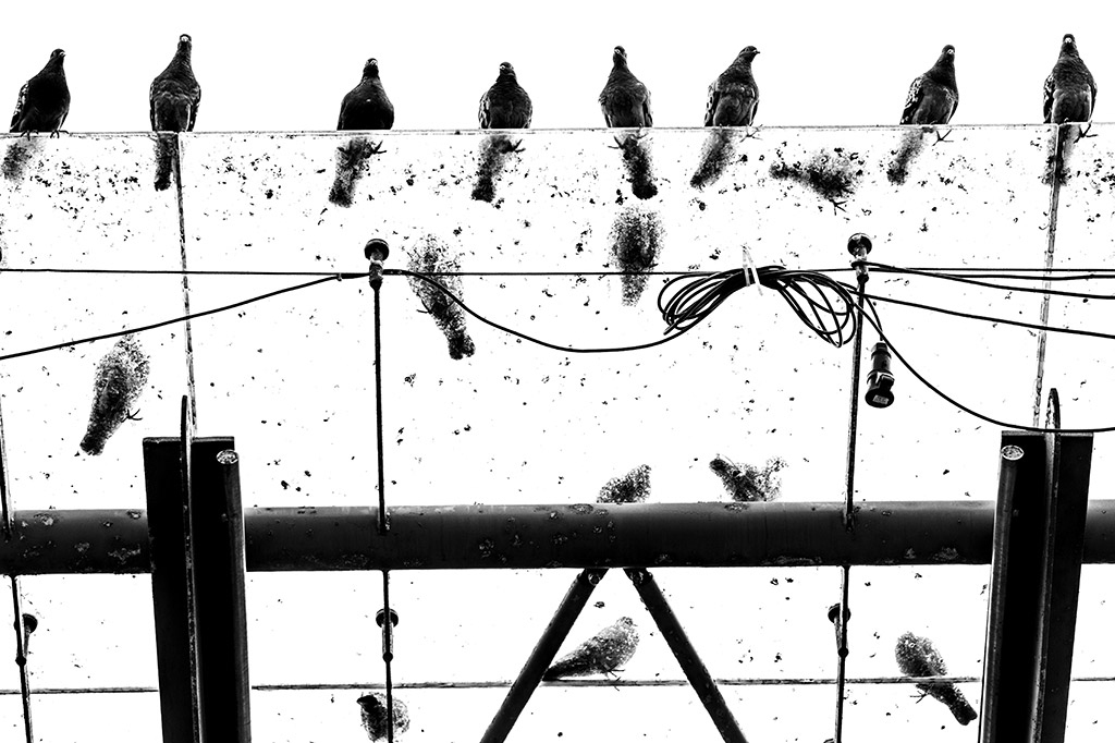 posse of pigeons roosting on a bus shelter on a wet day in Glasgow
