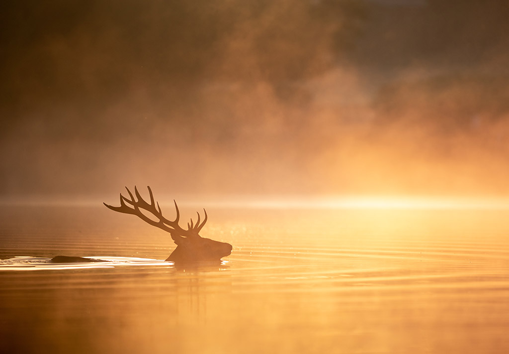 glorious golden light breaking through the mist with a stag moving through water