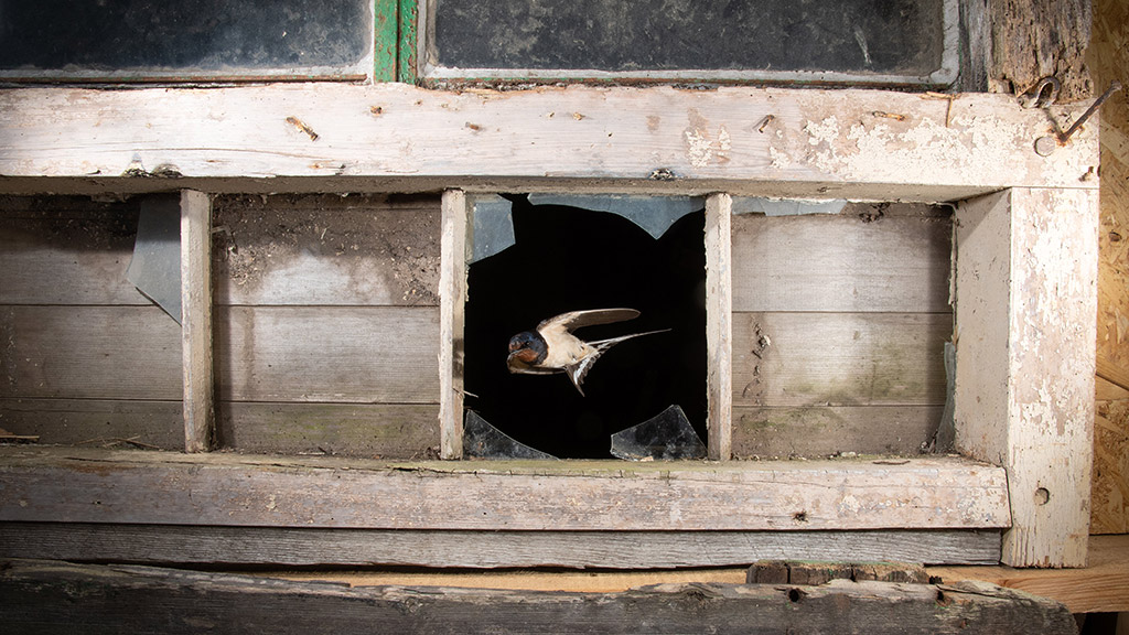 swallow emerging from a farm building