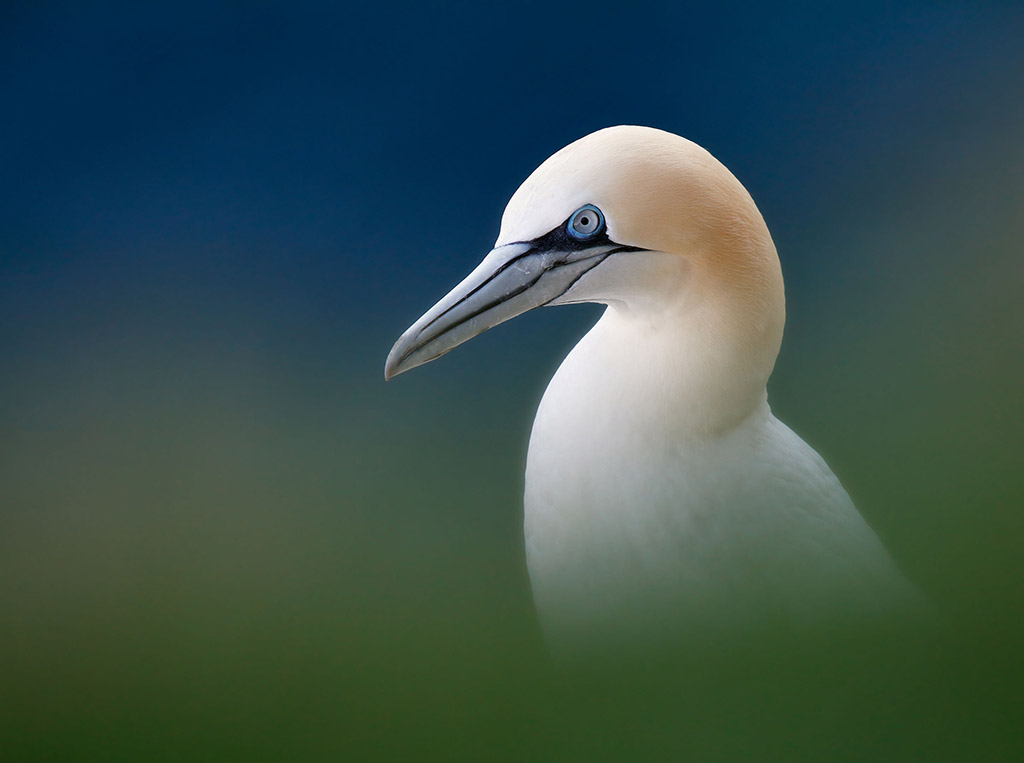 gannet portrait the bird’s blue eye pops before taking in the characteristic peachy-yellow head and white plumage