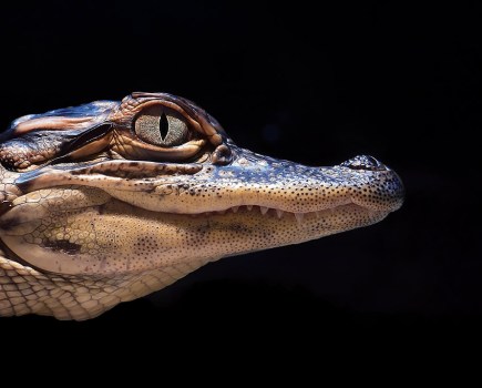 profile view pulls us towards the young crocodile’s inky-black pupil