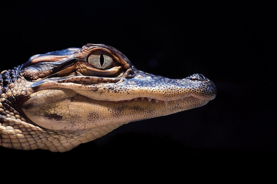 profile view pulls us towards the young crocodile’s inky-black pupil