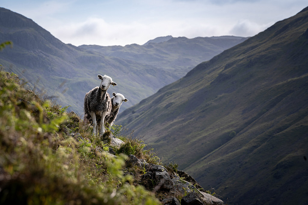 two curious sheep peering at the photographer 