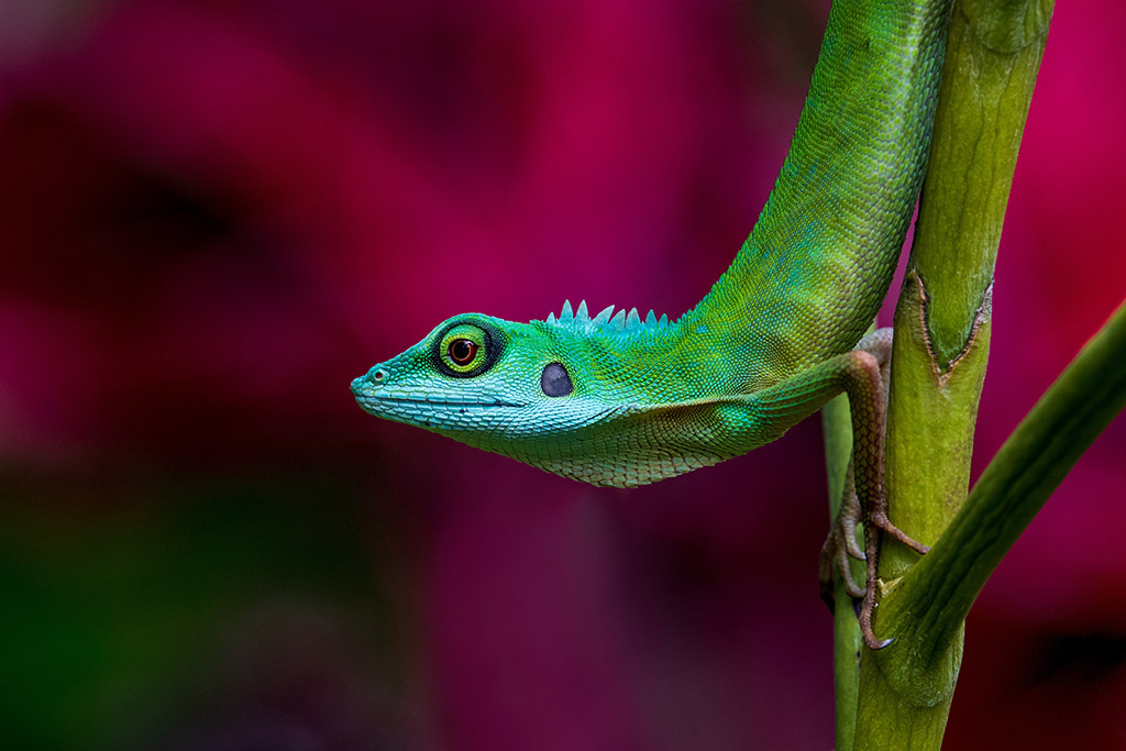 green-crested lizard against red background