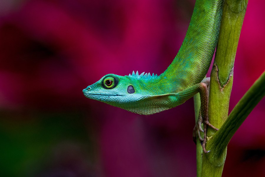 green-crested lizard against red background animal kingdom apoy