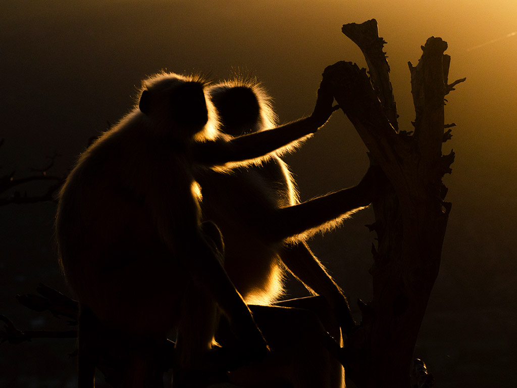 silhouettes of two monkeys in golden light