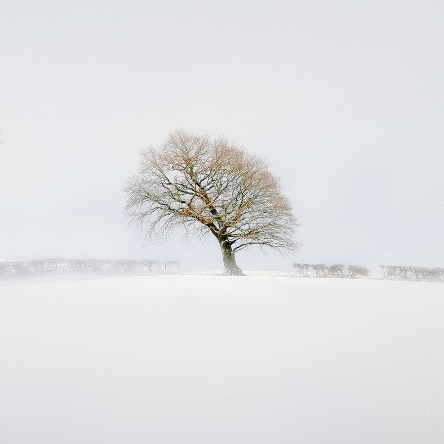 youth winner heavy snow at Aston on Clun, Shropshire single tree minimal photo