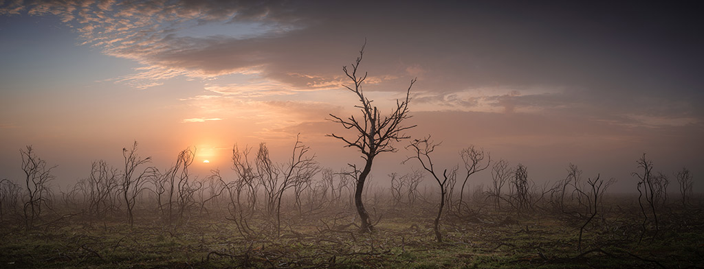 scorched new forest scene wins landscape photographer of the year© Mik Dogherty / Landscape Photographer of the Year