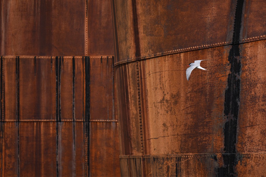 Marsel van Oosten, wildlife photo tour, a small white bird in flight against a rusty metal background how to be creatively proactive