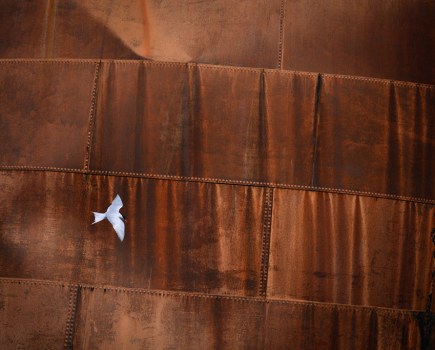 Marsel van Oosten, a small white bird in flight against a rusty metal background, wildlife photo tour