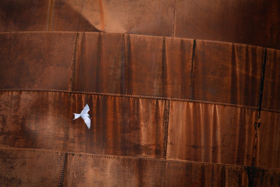 Marsel van Oosten, a small white bird in flight against a rusty metal background, wildlife photo tour