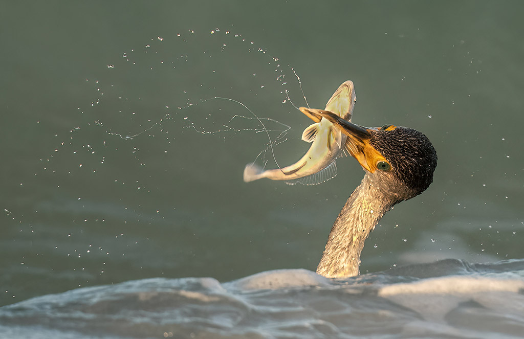 cormorant catching a fish