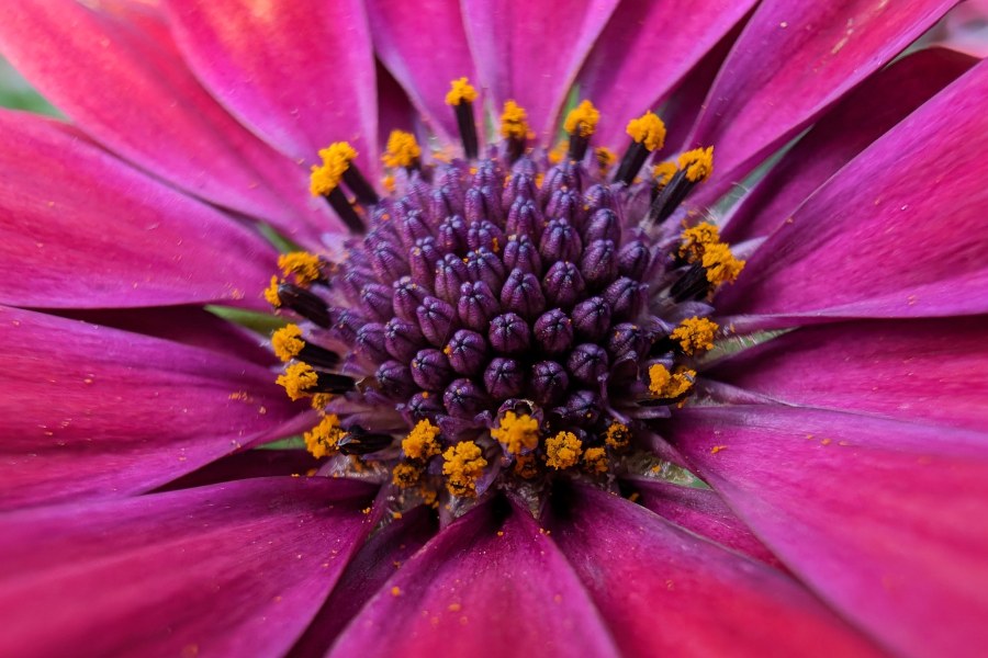 GooglePixel 8 Pro sample image macro, pink flower close up