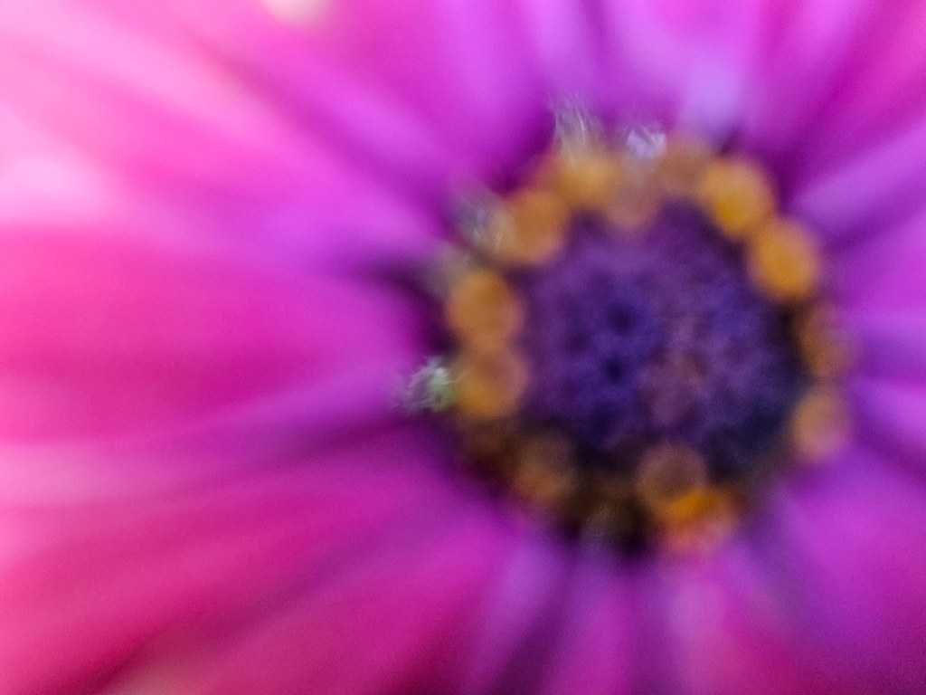 Samsung Galaxy S23 Ultra sample image, macro pink flower