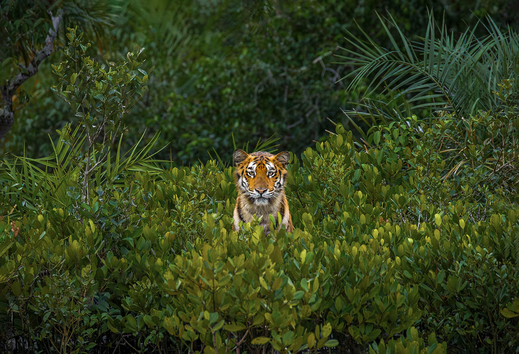 Endangered Tigress Portrait Wins Mangrove Photography Awards Amateur Photographer