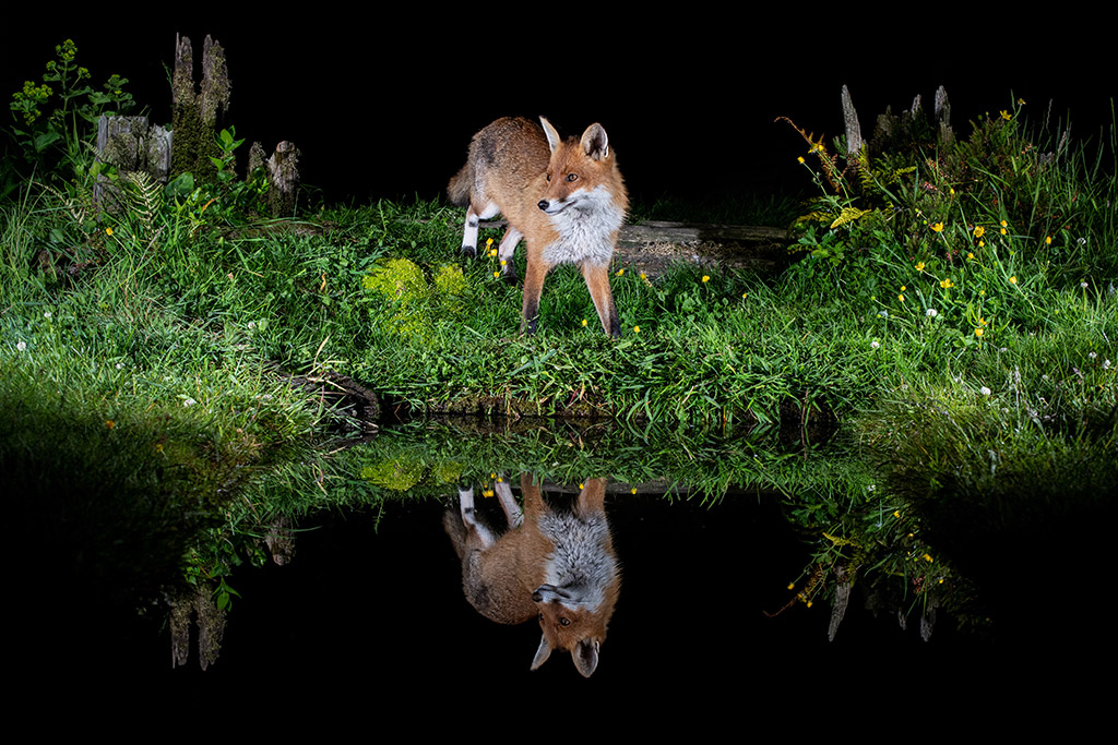 young apoy 2023 wildlife winner fox photo at night with reflection in the water