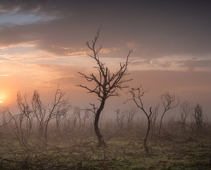 scorched new forest scene wins landscape photographer of the year Mik Dogherty / Landscape Photographer of the Year