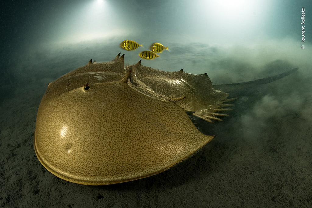 The ancient mariner by Laurent Ballesta, France. Portfolio Award winner and Wildlife Photographer of the Year 2023. Nikon D5 + 13mm f2.8 lens; 1/25 at f22; ISO 800; Seacam housing; 2x Seacam strobes. © Laurent Ballesta, Wildlife Photographer of the Year