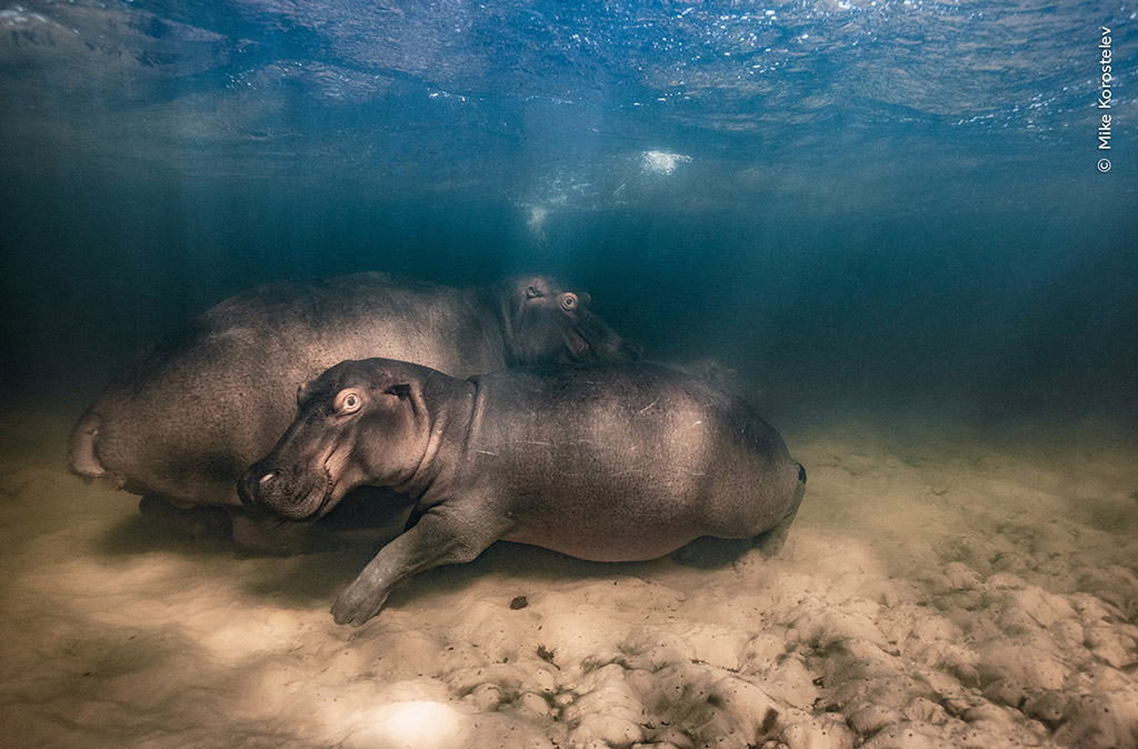 Hippo Nursery by Mike Korostelev, Russia. Winner, Underwater. Canon EOS 5D Mark III + 17–40mm f4 lens; 1/320 at f7.1; ISO 640; Seacam housing. © Mike Korostelev/Wildlife Photographer of the Year