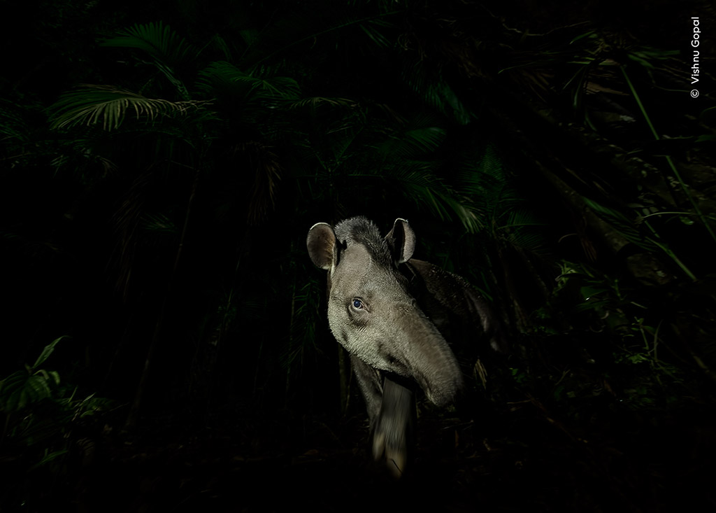 Face of the Forest by Vishnu Gopal, India. Winner, Animal Portraits. Nikon D850 + 14–24mm f2.8 lens at 14mm; 1/30 at f6.3; ISO 1600; torch. © Vishnu Gopal/Wildlife Photographer of the Year