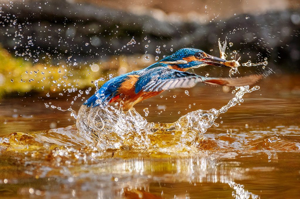 kingfisher in flight apoy action