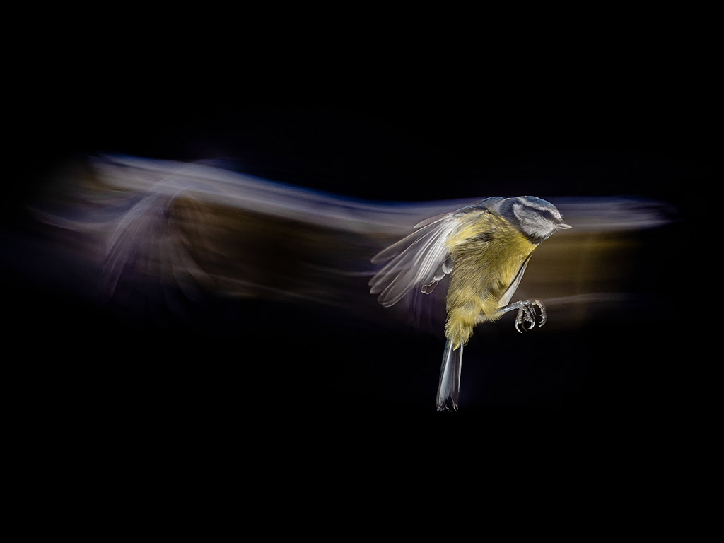 blue tit long exposure in flight