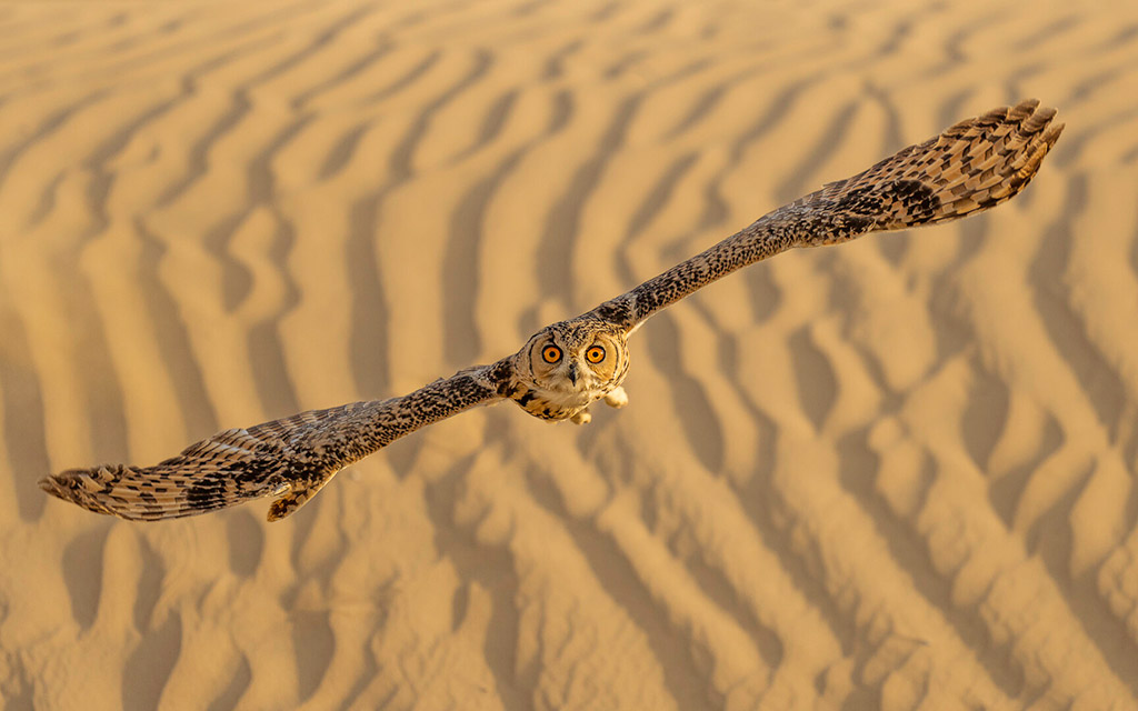 Eagle owl in flight in UAE desert
