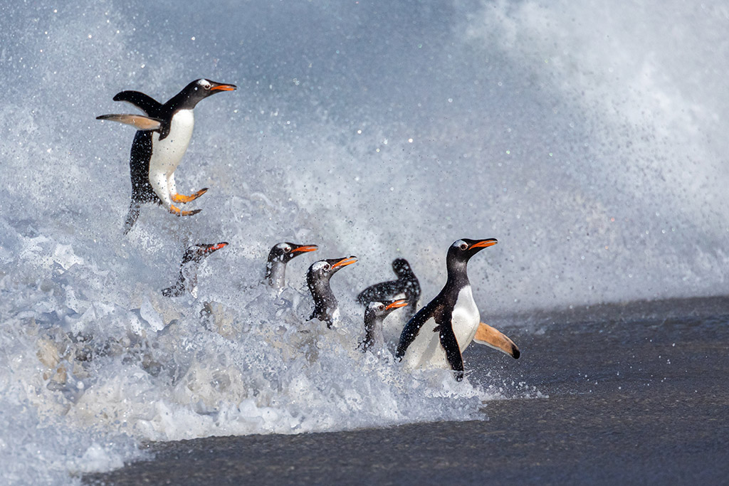 gentoo penguins approaching shore in flight and walking