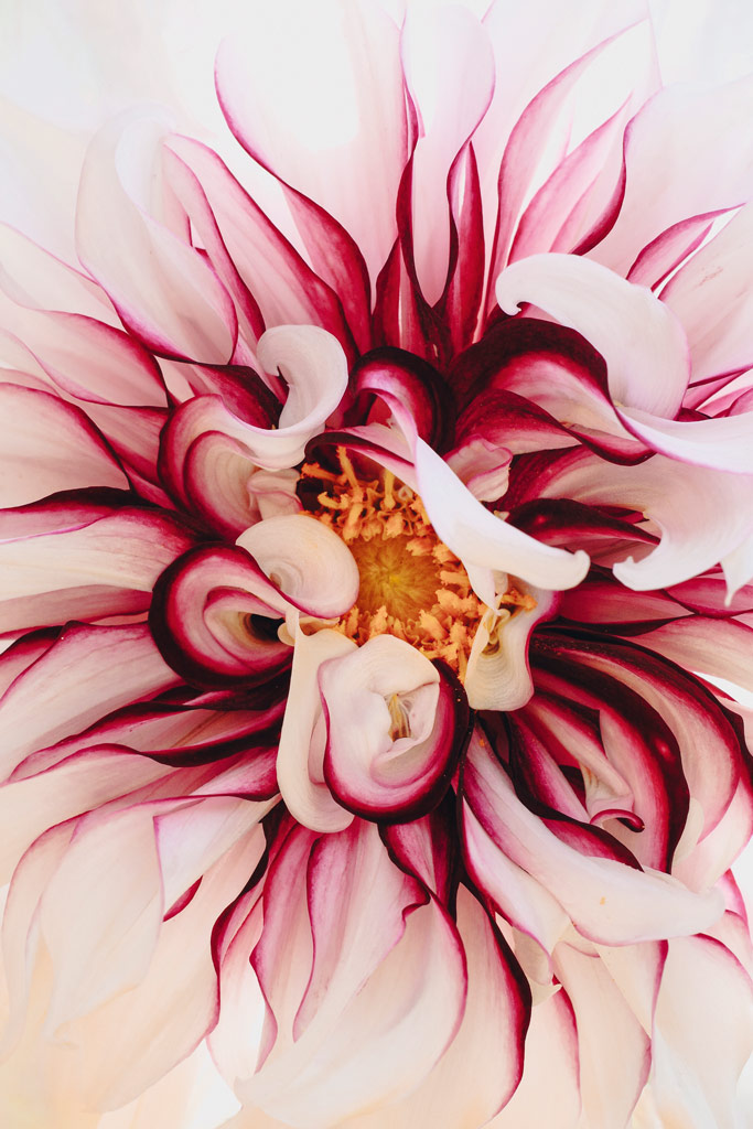 white and pink coloured dahlia flower close up