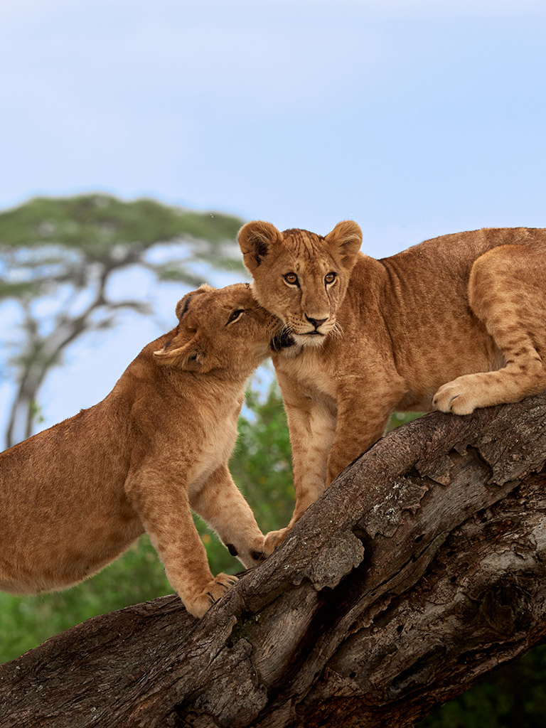 two lionesses embrace on a large tree trunk