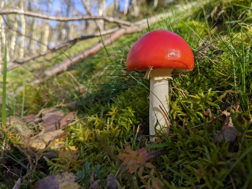 Close up of a red toadstool. Photo Joshua Waller