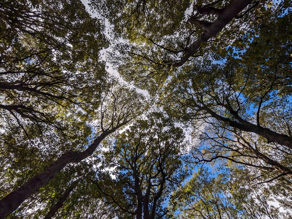 Google Pixel FOLD - Ultra-wide-angle camera, trees. 