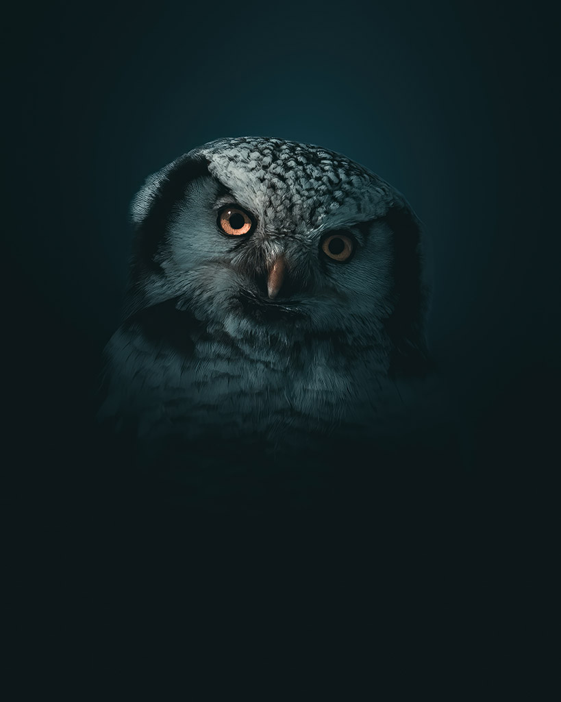 Northern hawk-owl portrait