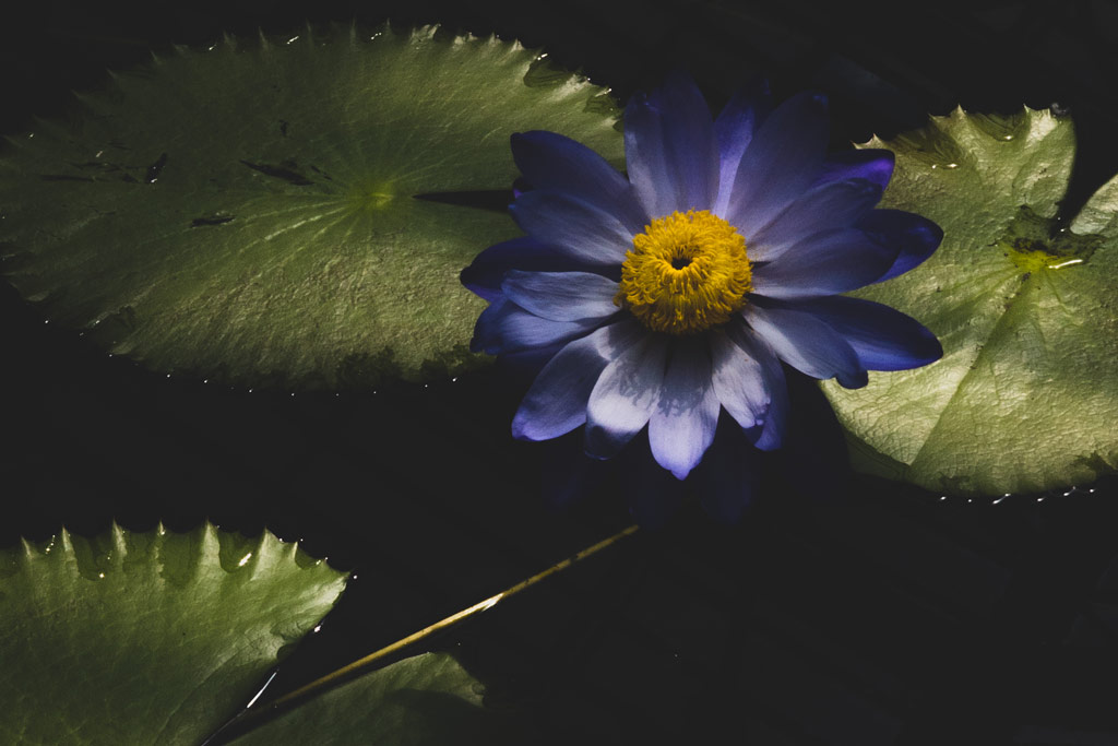 a single blue waterlily and green leaves floating around it