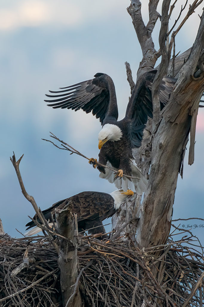 two american eagles in top of their nest. photo: Jack Zhi