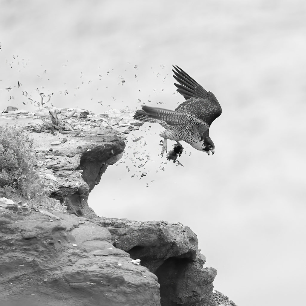 A peregrine falcon dives off a cliff with a prey in its claws, black and white photograph by Jack Zhi