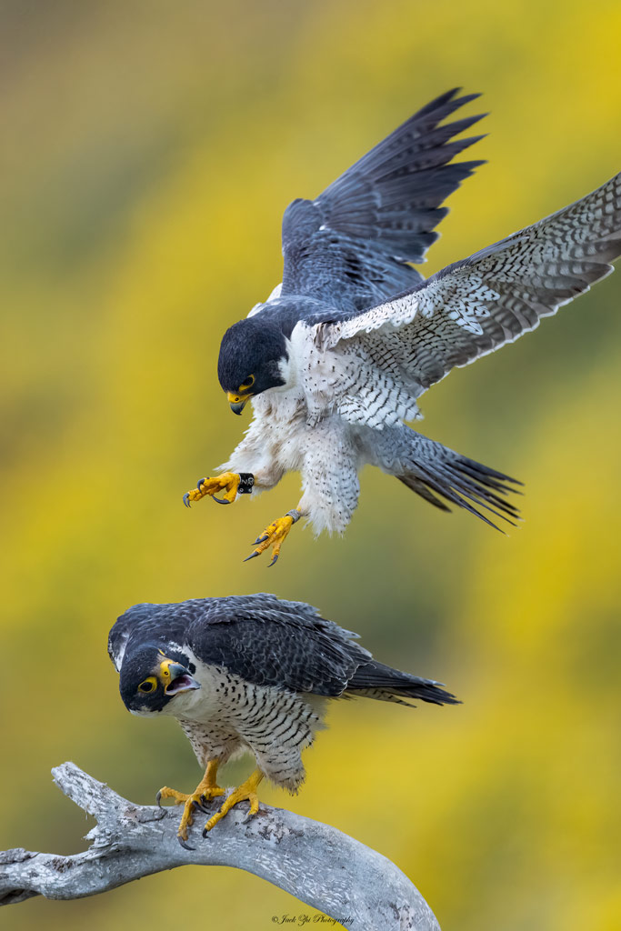  a peregrine falcon appears to land on the back of another peregrine falcon with its claws stretched out. Jack Zhi