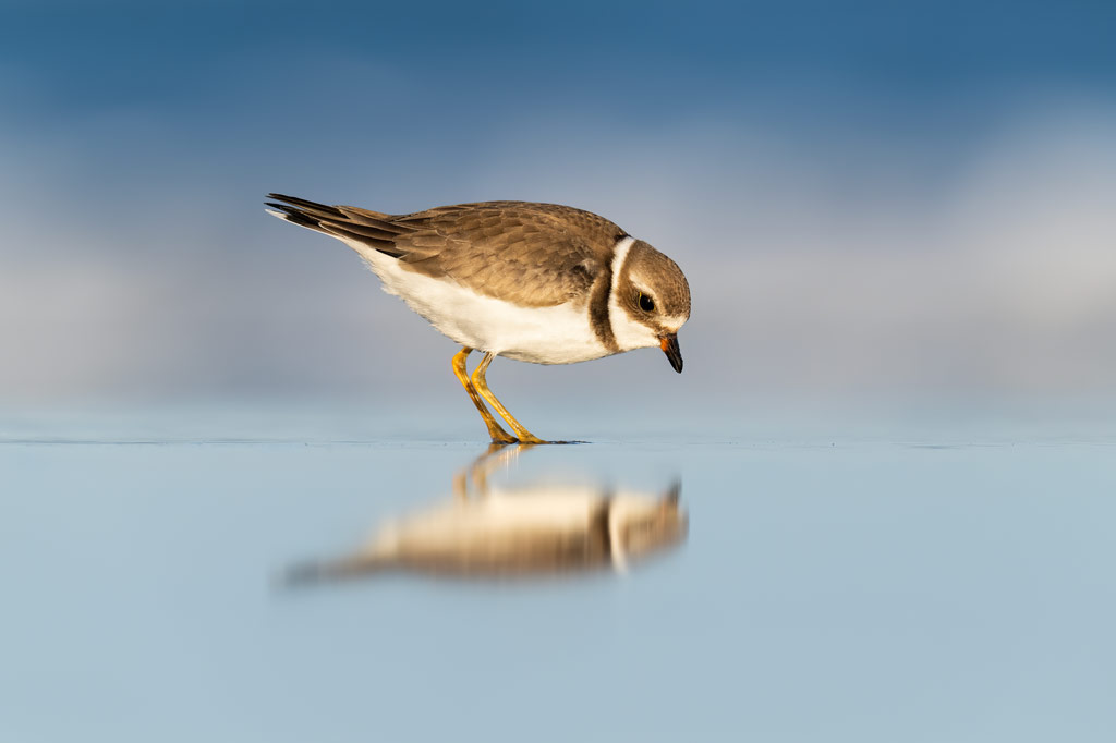 bird photography tips, a small grey and white bird stands in water, its reflection blurred, the background and foreground is mixture of out of focus blues and grey colours. Jake Lewin