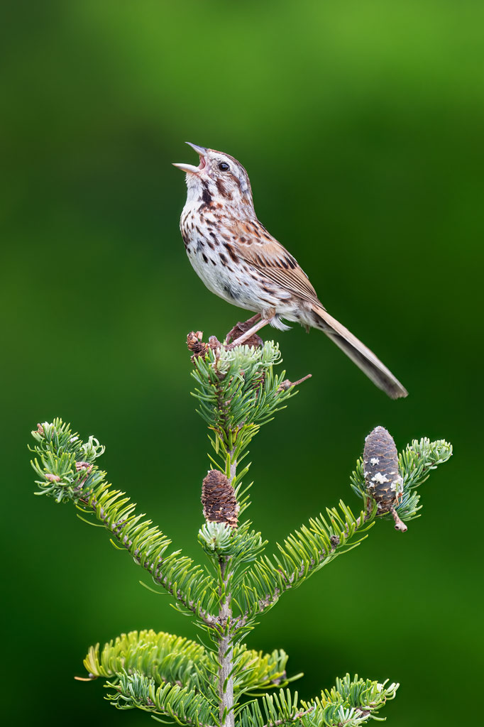 bird photography tips, A Small brown spotted bird stands atop of a pine trees highest branch, its beak is open, singing, and head held high. Photo: Jake Lewin