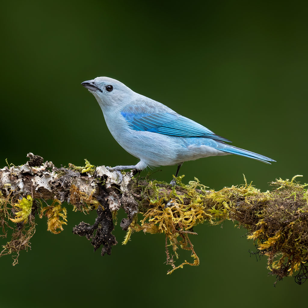 bird photography tips, a grey and blue bird on a mossy branch against a green out of focus background. Photo: Jake Levin